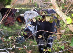 Fonds d'cran Animaux vache