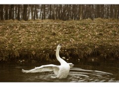 Wallpapers Animals Cygne