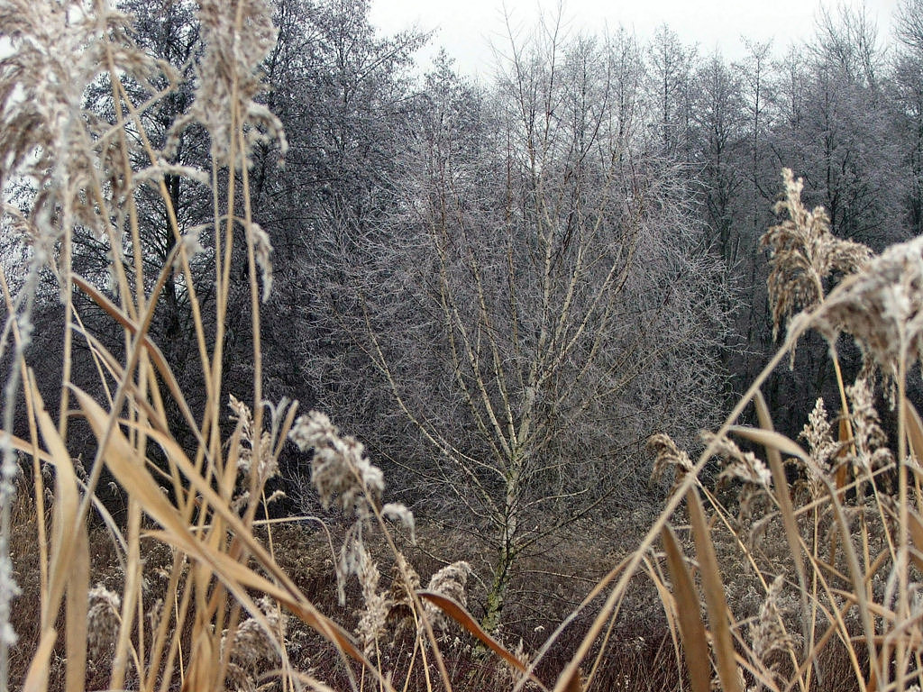 Wallpapers Nature Leaves - Foliage Saison du givre