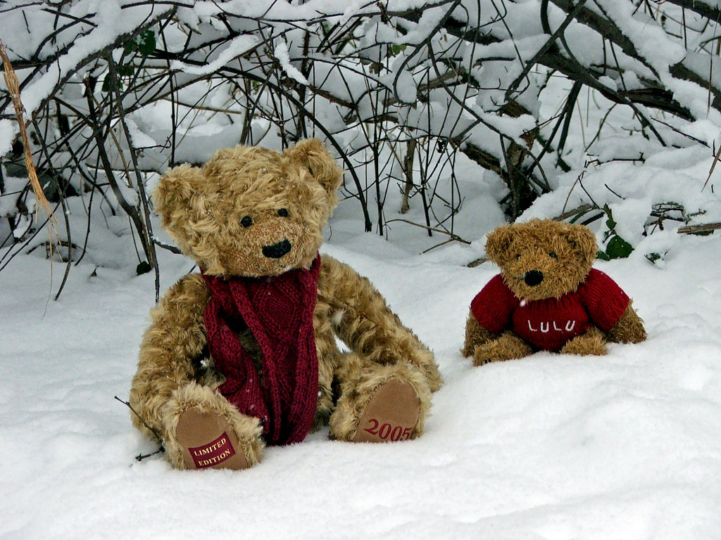 Fonds d'cran Objets Peluches Petits Ours bien couverts pour une sortie hivernale !