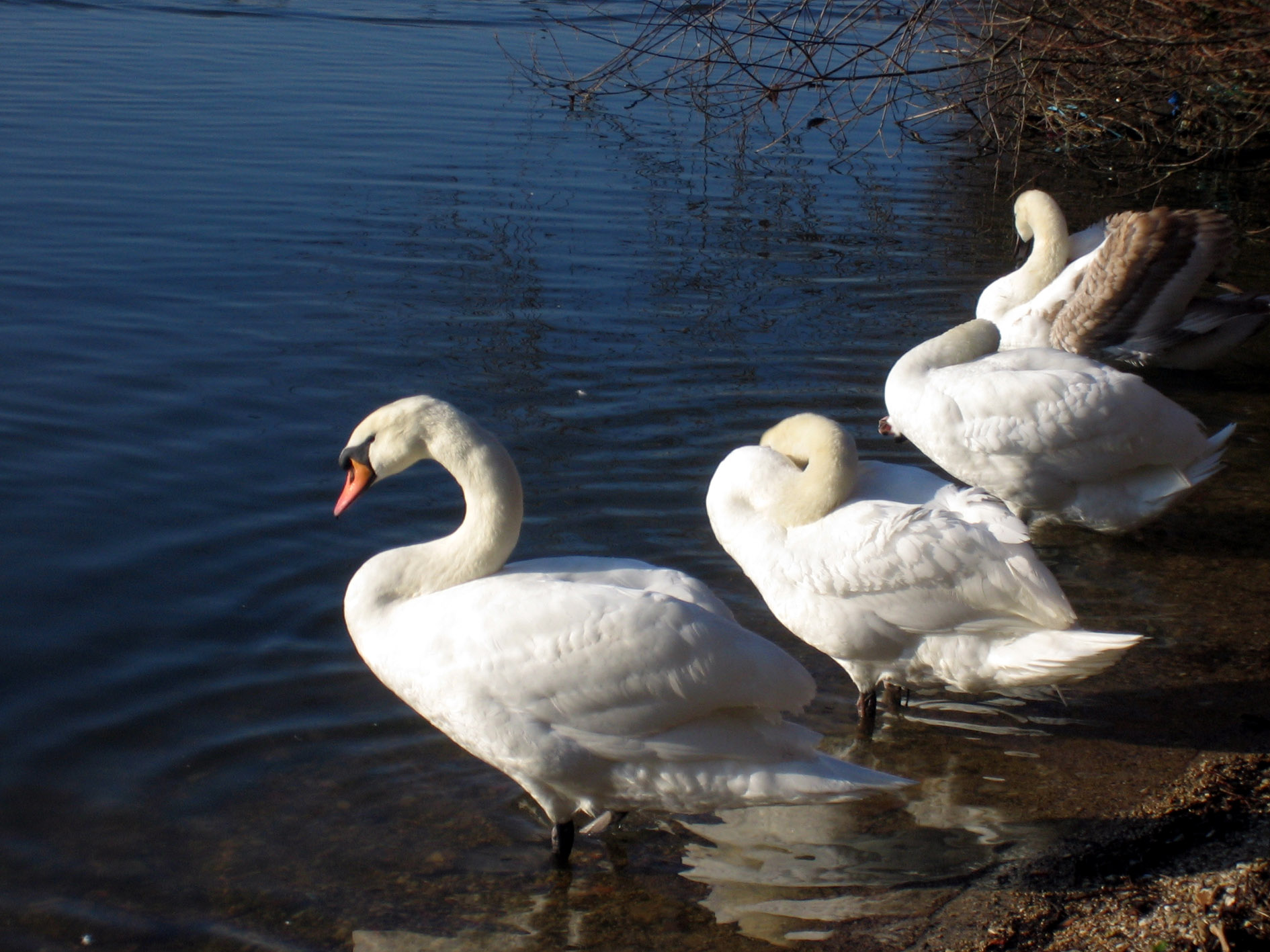 Wallpapers Animals Birds - Ducks C'est l'heure de la toilette!!