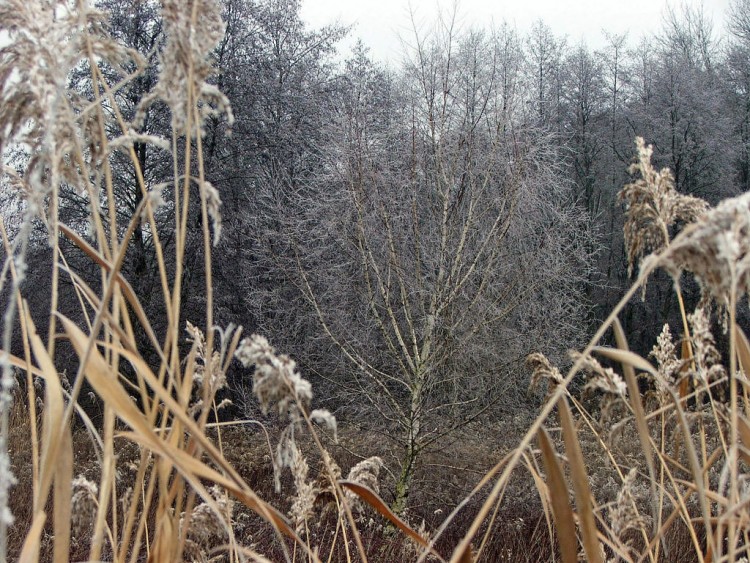 Fonds d'cran Nature Feuilles - Feuillages Saison du givre