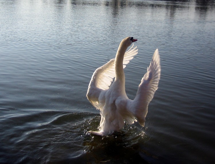 Fonds d'cran Animaux Oiseaux - Canards Le lac des cygnes