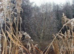 Fonds d'cran Nature Saison du givre