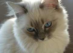 Fonds d'cran Animaux Altesse (Sacr de Birmanie Blue Tabby Point)