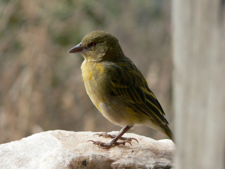 Fonds d'cran Animaux Oiseaux - Divers un oiseau en Tanzanie