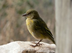 Fonds d'cran Animaux un oiseau en Tanzanie