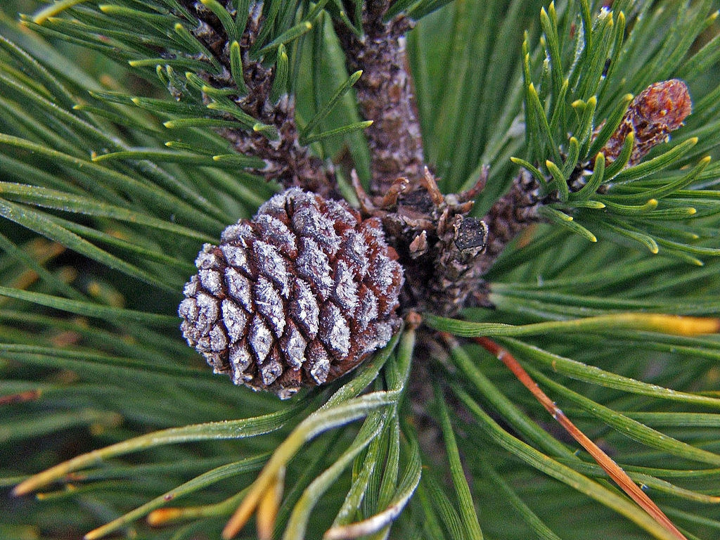 Wallpapers Nature Plants - Shrubs Saison du givre