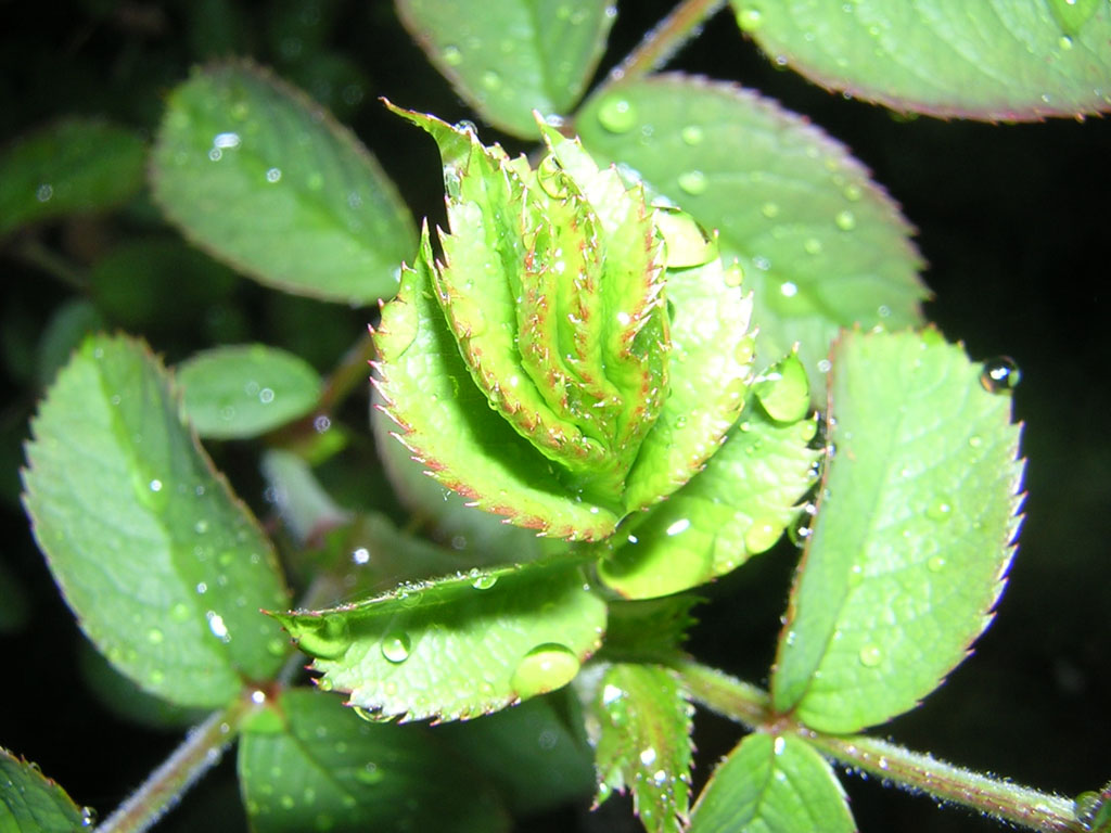 Wallpapers Nature Leaves - Foliage rose du matin