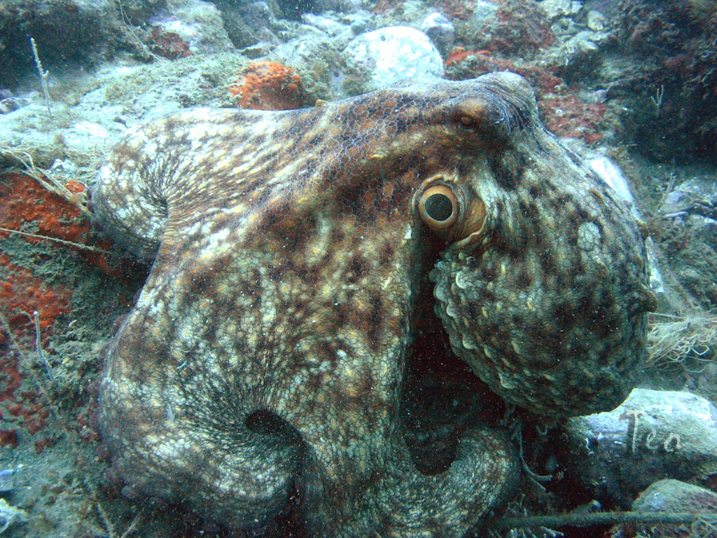 Fonds d'cran Animaux Vie marine - Poissons Poulpe