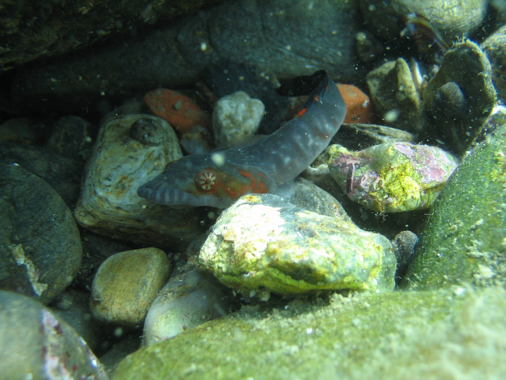 Wallpapers Animals Sealife - Fishes faune Mediteranee