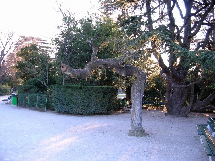 Fonds d'cran Nature Arbres - Forts Arbre tordu