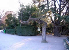 Fonds d'cran Nature Arbre tordu