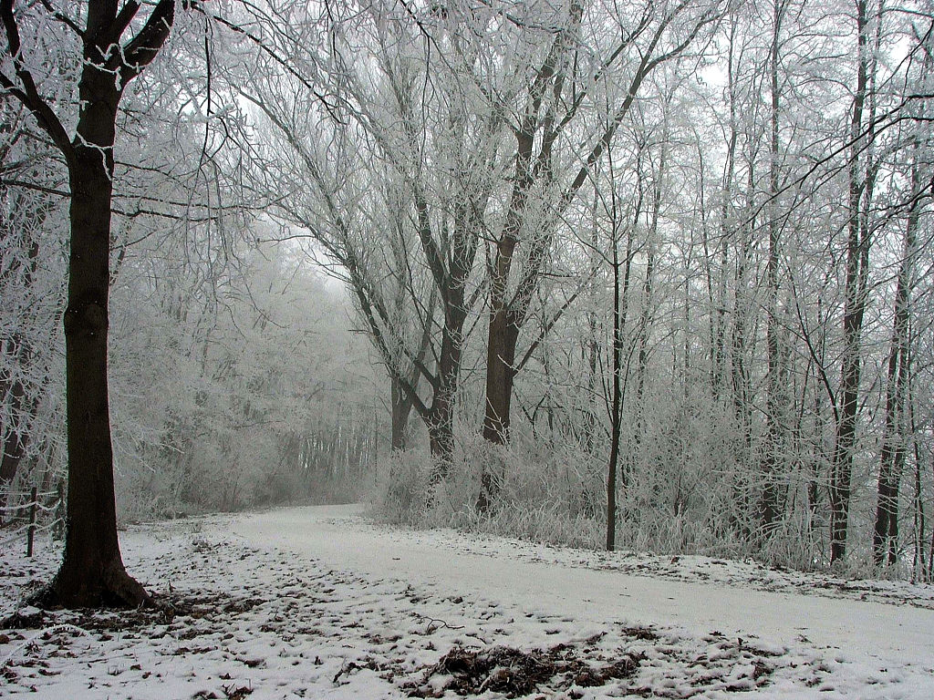 Fonds d'cran Nature Saisons - Hiver Saison du givre