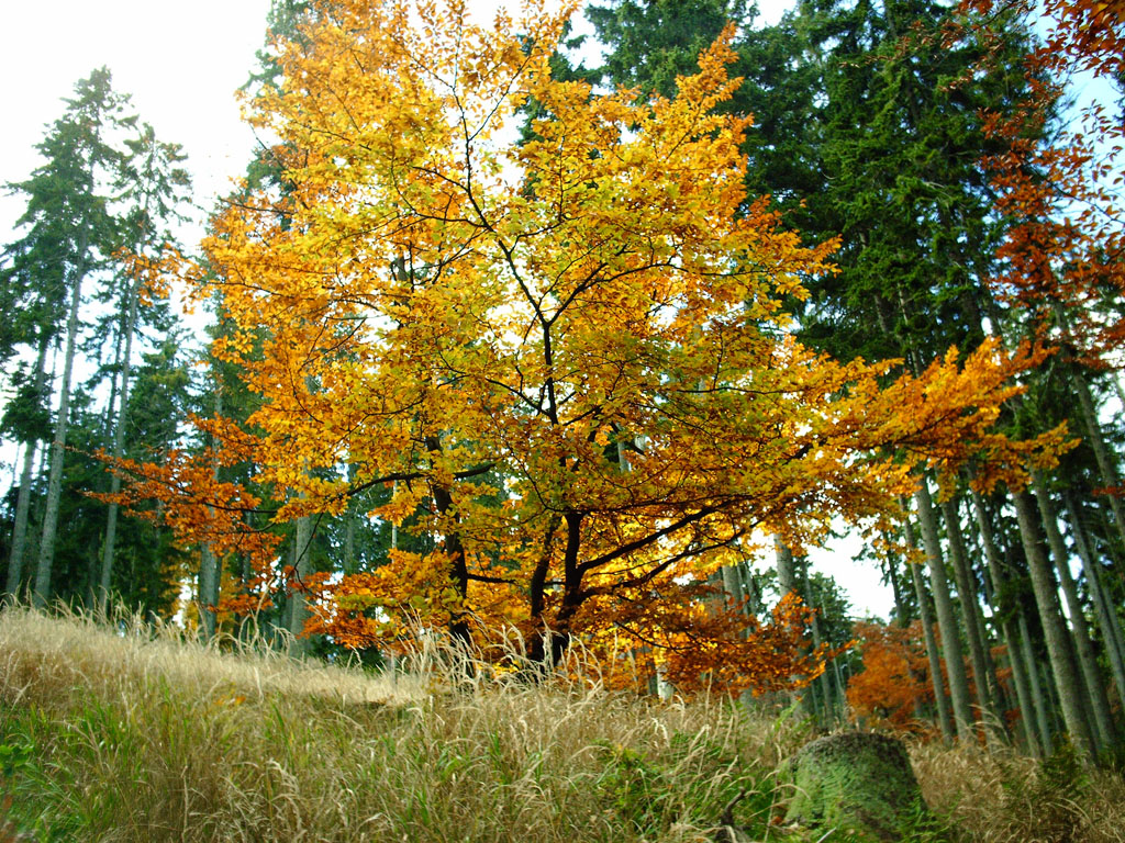 Wallpapers Nature Trees - Forests Merci l'automne pour ces couleurs