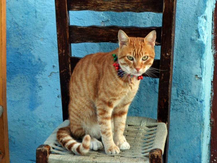 Fonds d'cran Animaux Chats - Chatons Ile de Karpathos (Grce)