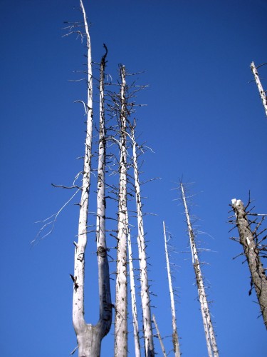 Fonds d'cran Nature Arbres - Forts Arbres morts