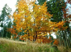 Fonds d'cran Nature Merci l'automne pour ces couleurs