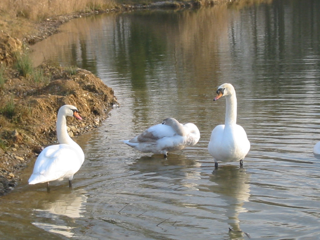 Wallpapers Animals Birds - Ducks Cygnes