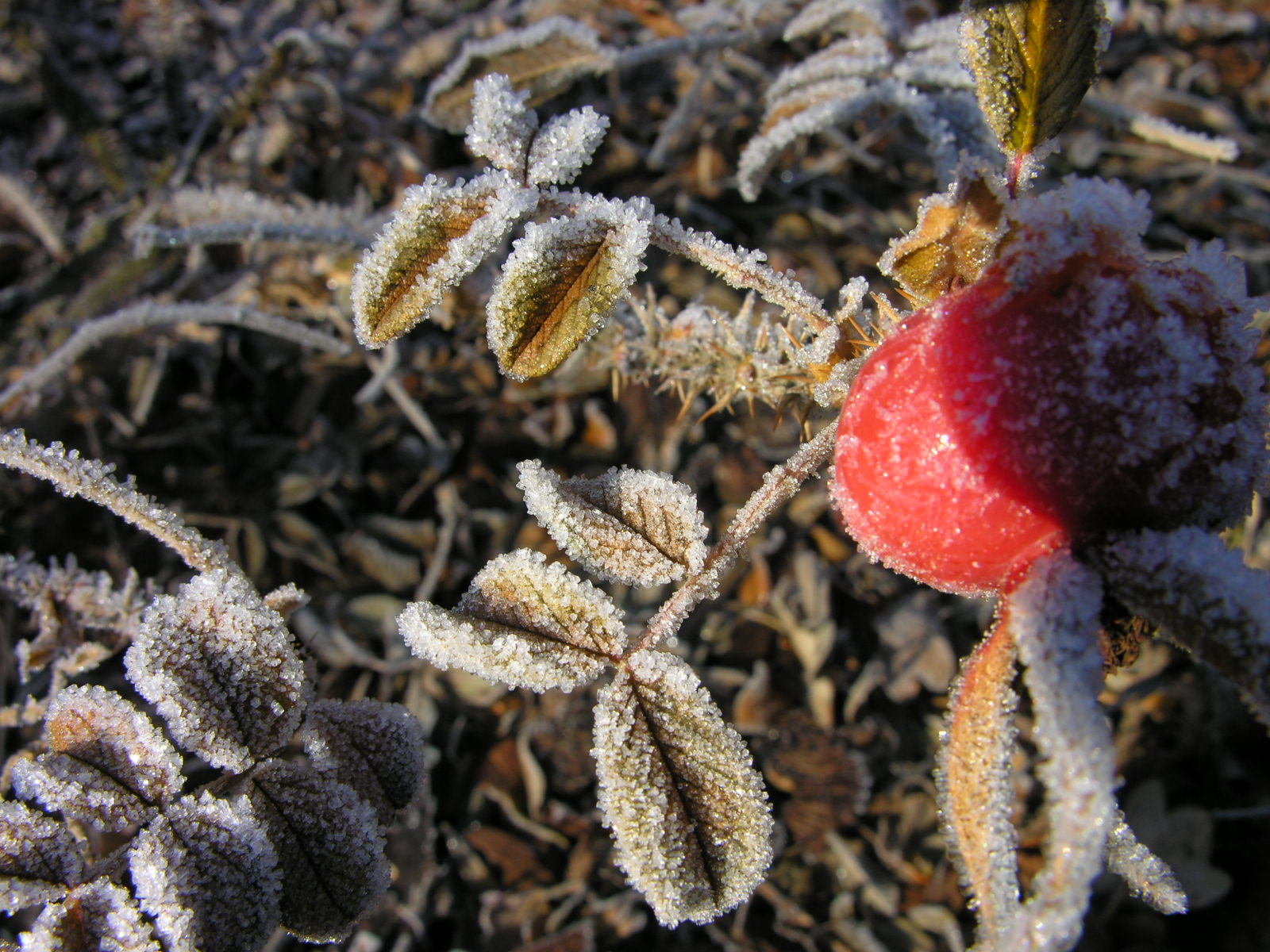 Fonds d'cran Nature Saisons - Hiver Parure hivernale