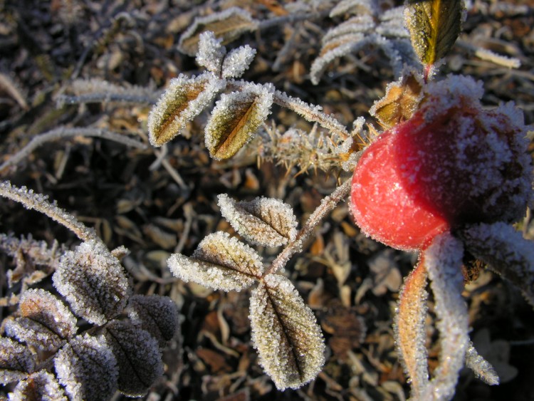 Fonds d'cran Nature Saisons - Hiver Parure hivernale