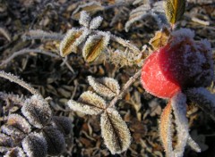 Fonds d'cran Nature Parure hivernale