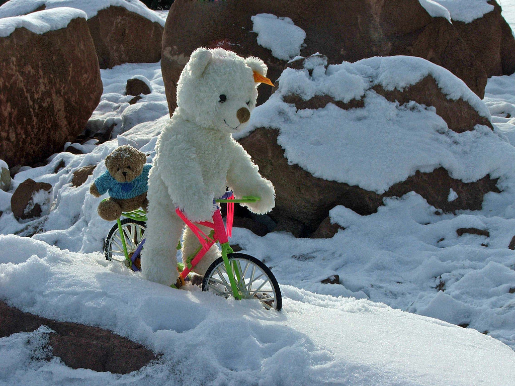 Fonds d'cran Objets Peluches Petit Ours Blanc spcialiste du VTT sur neige et glace...