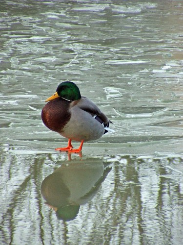 Fonds d'cran Animaux Oiseaux - Canards Saison du gel