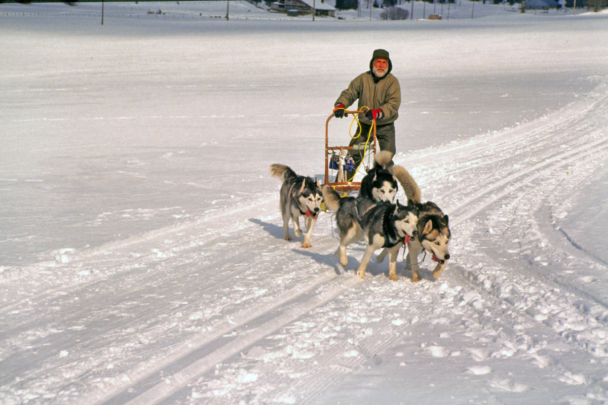 Fonds d'cran Animaux Chiens Attelage de traineaux