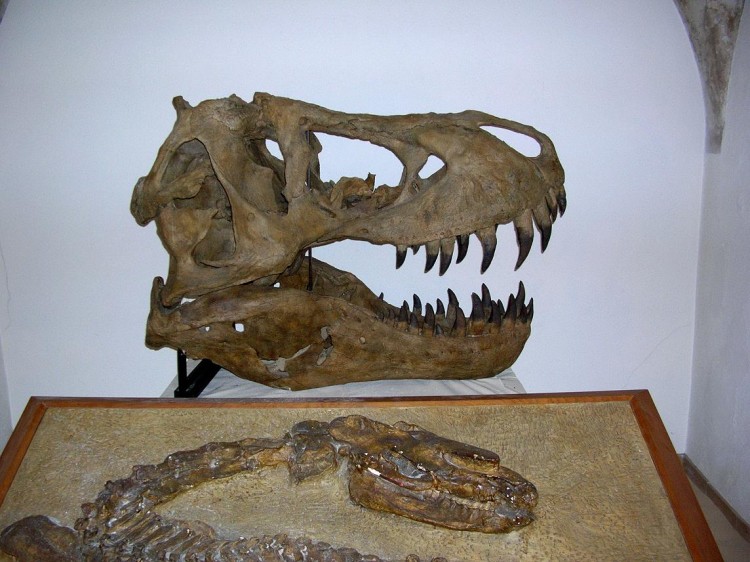 Fonds d'cran Animaux Dinosaures Crne d'allosaurus