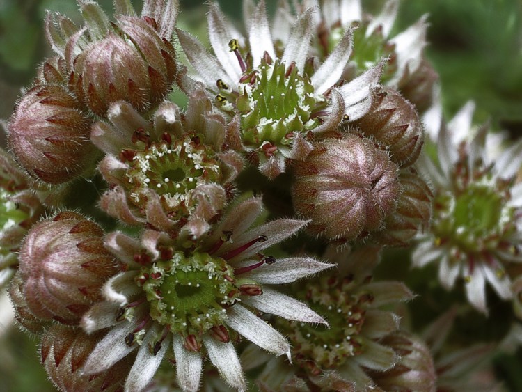 Fonds d'cran Nature Fleurs Joubarde