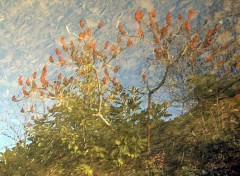 Fonds d'cran Nature Reflets