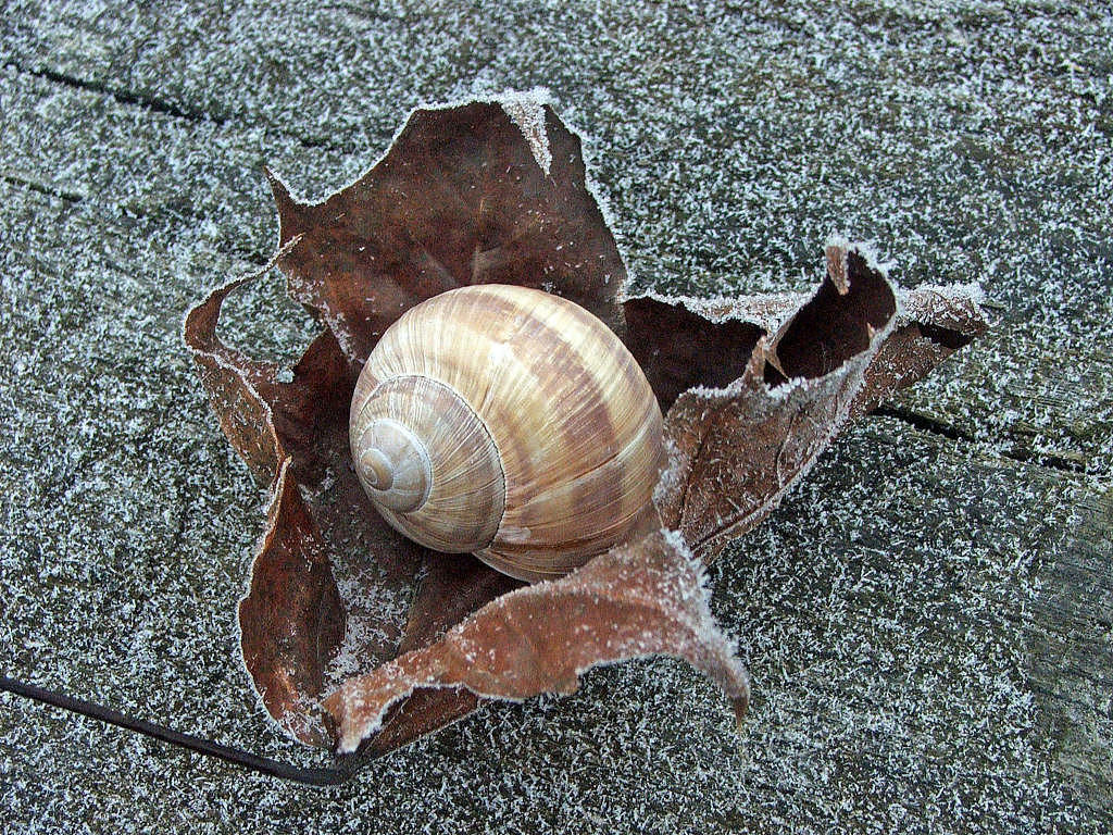 Wallpapers Animals Snails - Slugs Saison d'hiver