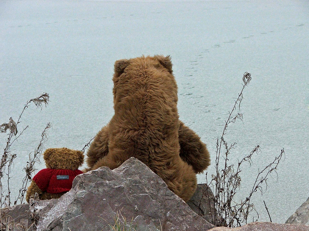 Fonds d'cran Objets Peluches Education chez les Ours : se nourrir avec parcimonie...