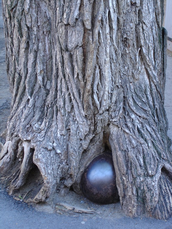 Fonds d'cran Nature Arbres - Forts l'arbre a boulet. (Quebec )