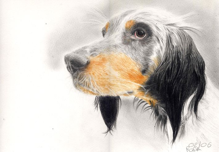 Wallpapers Art - Pencil Animals - Dogs Stan le chien