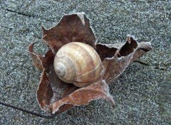 Fonds d'cran Animaux Saison d'hiver