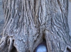 Fonds d'cran Nature l'arbre a boulet. (Quebec )