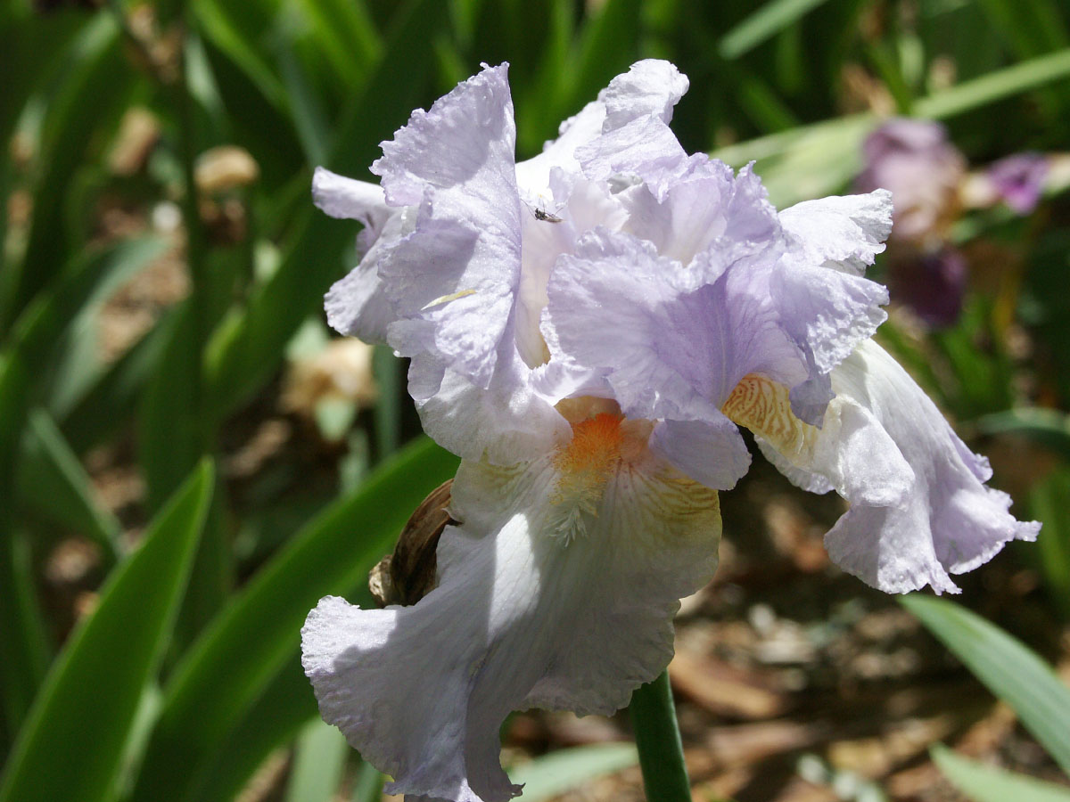 Wallpapers Nature Flowers Parc floral de Nantes.