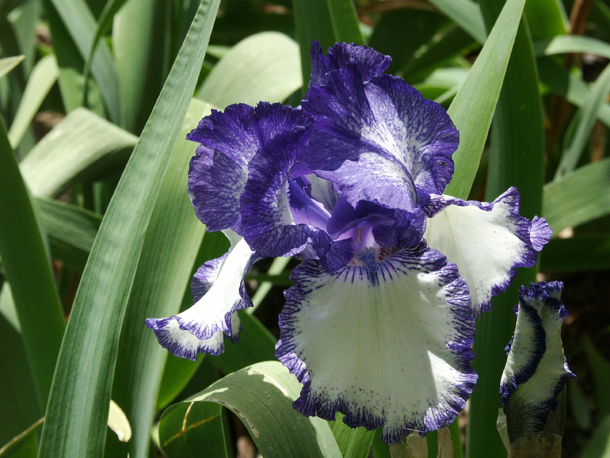 Fonds d'cran Nature Fleurs Parc floral de Nantes.