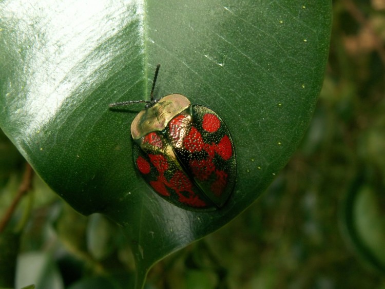 Wallpapers Animals Insects - Miscellaneous Quelle Cuirasse !