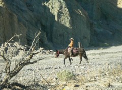 Fonds d'cran Voyages : Amrique du nord Cow Boy !