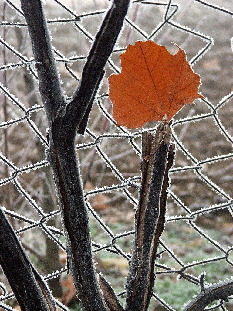 Fonds d'cran Nature Feuilles - Feuillages Saison d'hiver