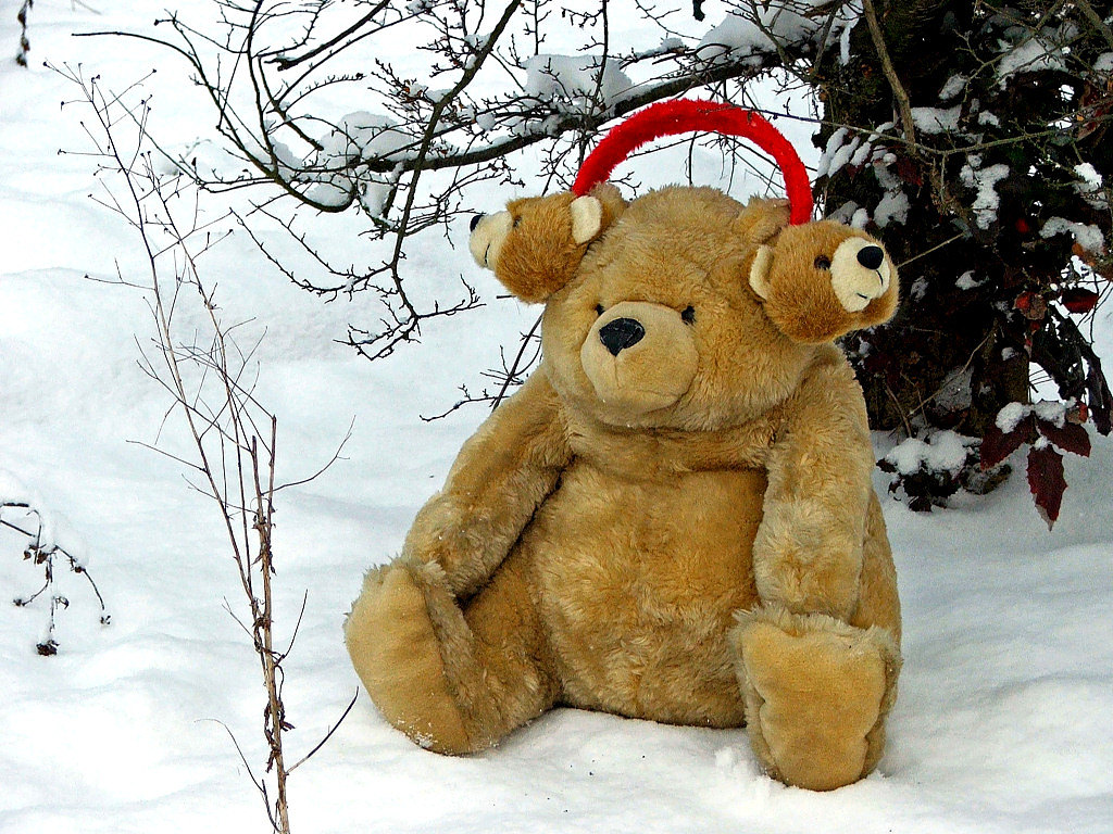 Fonds d'cran Objets Peluches Nounours a froid aux oreilles...