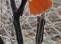 Fonds d'cran Nature Saison d'hiver