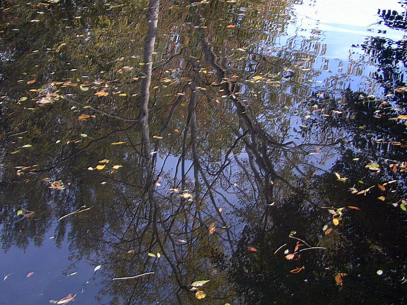 Wallpapers Nature Water - Reflection Reflets