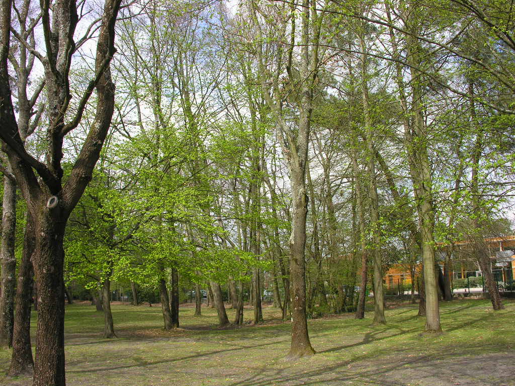 Fonds d'cran Nature Arbres - Forts 