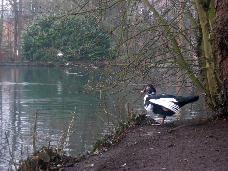 Wallpapers Animals Birds - Ducks Canard