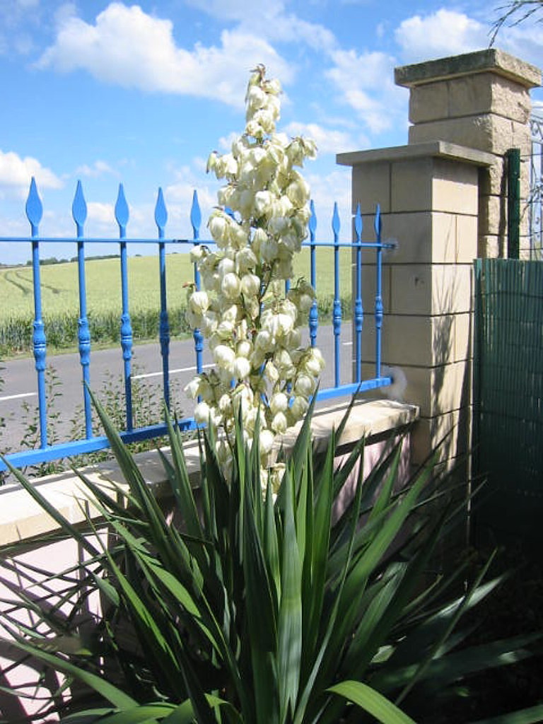 Fonds d'cran Nature Fleurs Yucca en fleurs