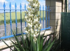 Fonds d'cran Nature Yucca en fleurs